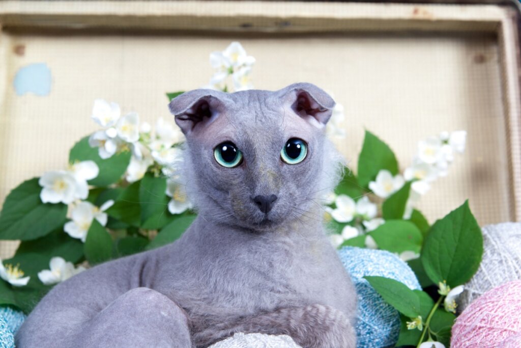 Gato sem pelos, com a pele cinza, orelhas curvadas para frente e olhos grandes deitado em caixa de madeira
