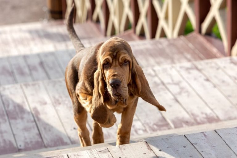 Cão da raça bloodhound, com pele solta e orelhas longas caídas, subindo uma escada de madeira em ambiente externo