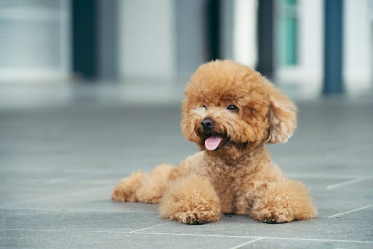 Cachorro da raça poodle toy com o pelo marrom deitado em chão de pedra ao ar livre