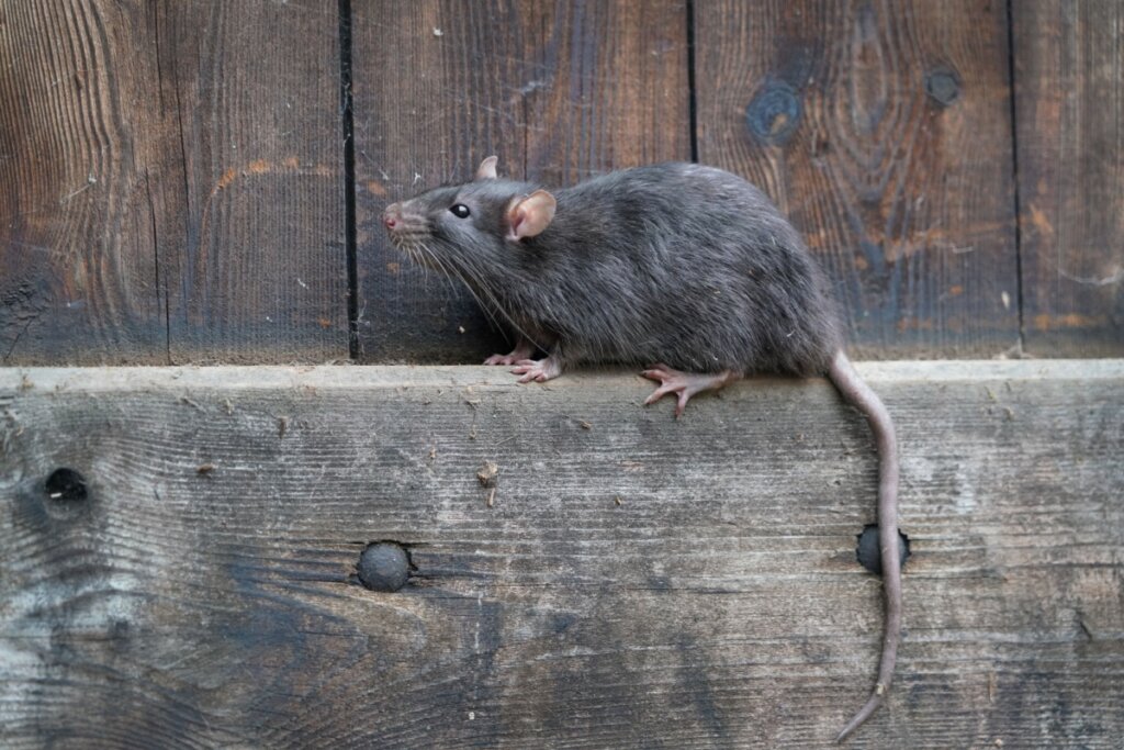 Rato em cima de um portão de madeira