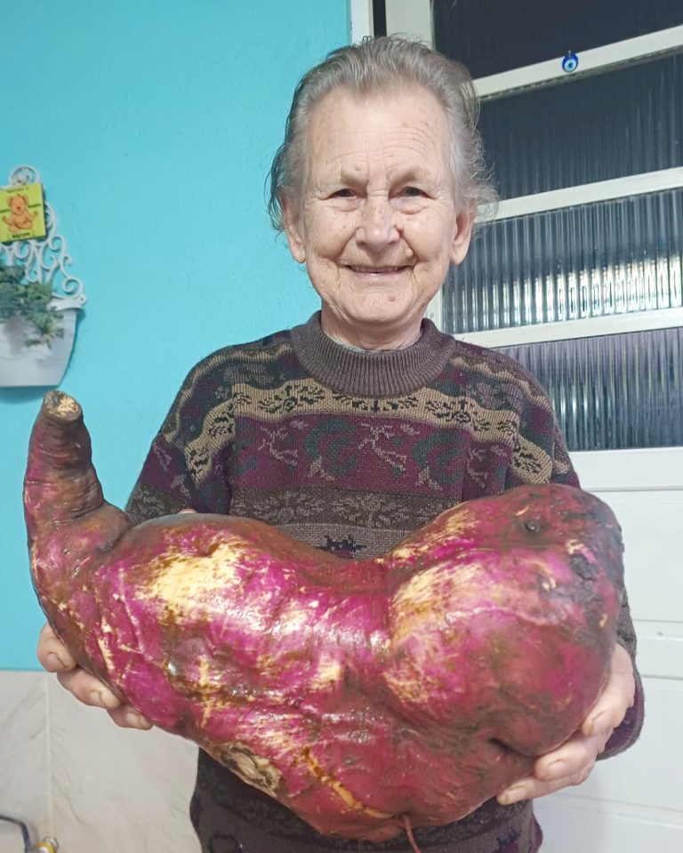 Batata-doce grande - Divulgação (3)