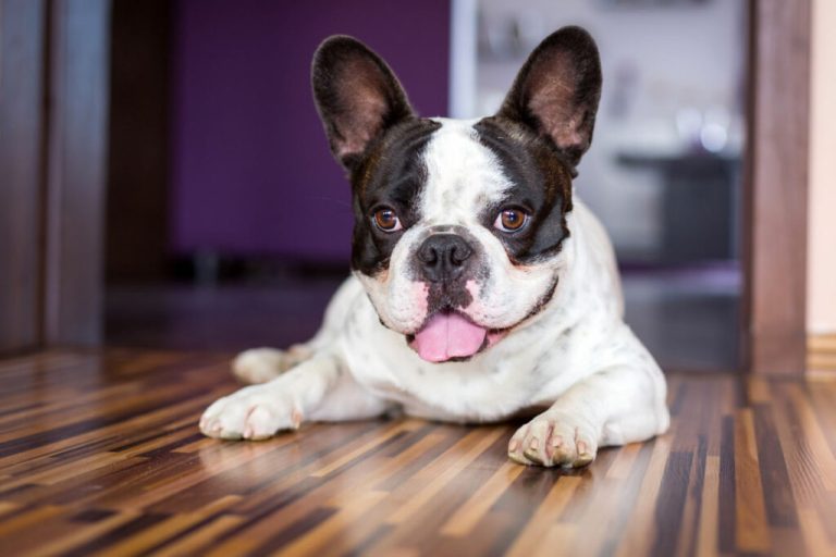 Buldogue francês preto e branco deitado no chão
