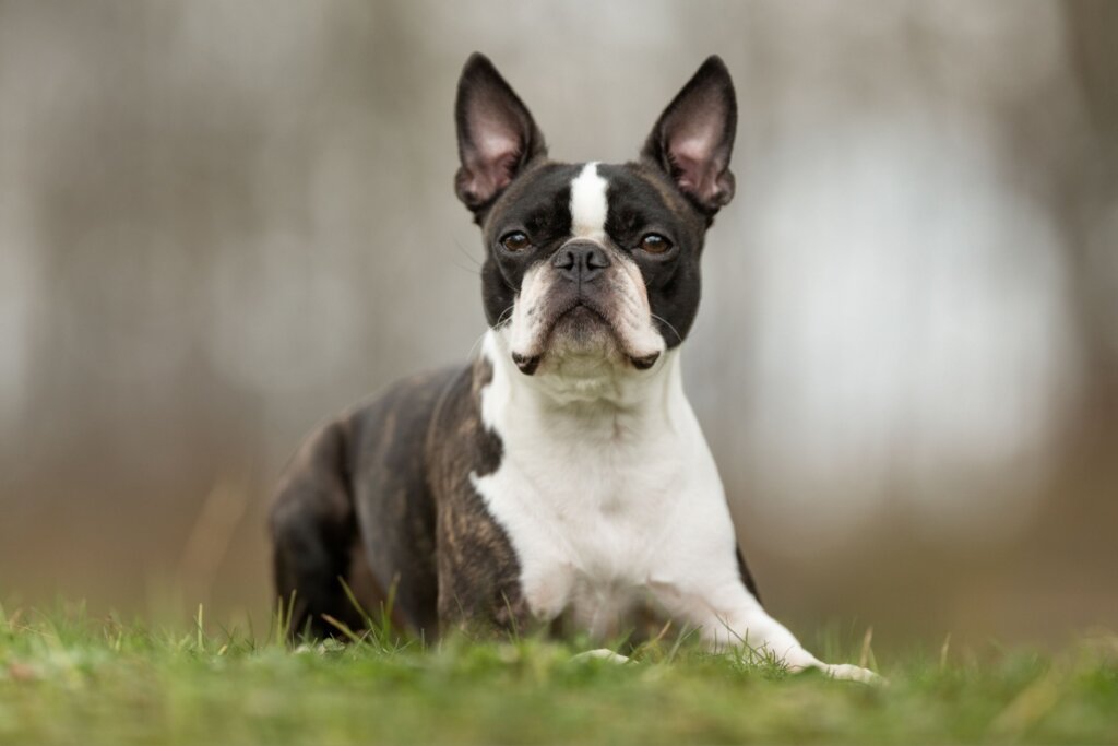 boston terrier sentado em um gramado