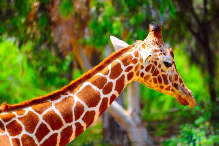 Foto com foco nas manchas no pescoço e rosto de uma girafa 