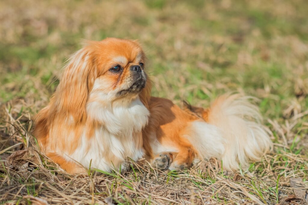 Cachorro pequinês amarelo e branco deitado na grama